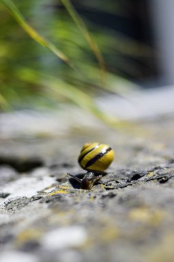 Yakın plan sarı ve küçük bir salyangozun fotoğrafı.