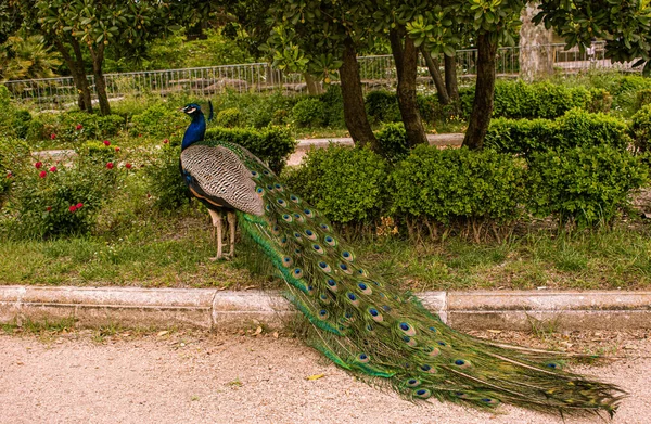 公園を歩いている美しいオスの孔雀の写真 — ストック写真