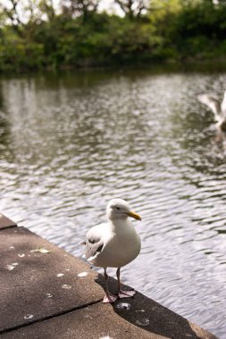 İrlanda 'da bir parkta suyun yanında güzel ve zarif bir martının fotoğrafı.