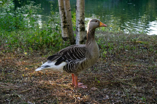 ロンドンの公園で茶色と白のガチョウの写真 — ストック写真