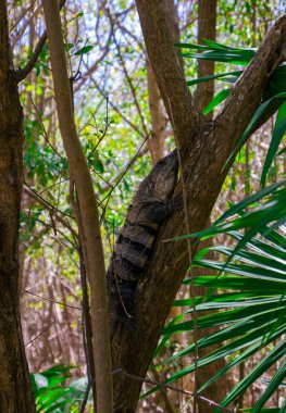 Ağaca tırmanan bir sürüngenin fotoğrafı.