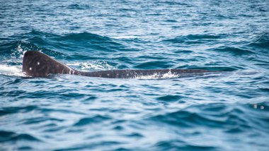 Doğada yüzen büyük güzel bir balina köpekbalığının fotoğrafı.