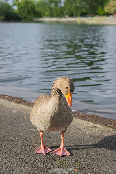 Foto Hermoso Ganso Caminando Por Parque Londres —  Fotos de Stock