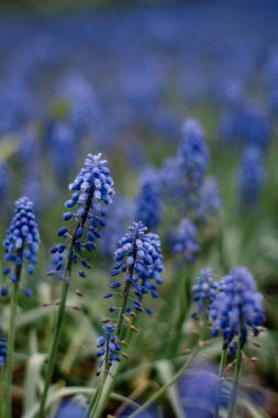 Mavi üzüm sümbülü. Muscari çiçekleri. Bahar bahçesinde mavi çiçekler. İlk Blue Springs çiçekleri. Mavi Muscari çiçekleri kapanıyor.