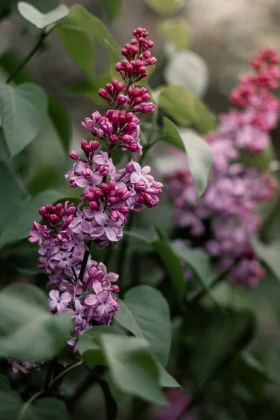 Fleurs Lilas Fleurissant Sur Arbre Par Jour Ensoleillé Printemps Floraison — Photo