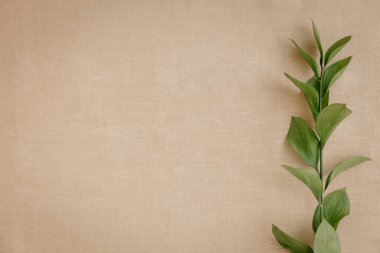 Arka planda bej kumaştan yapraklar olan bir dal, üst manzara, yakın plan, düz yatak. Doğal ve minimal ürünler için fotokopi alanı olan bir arka plan. Yumuşak ve sakin minimalist kavram
