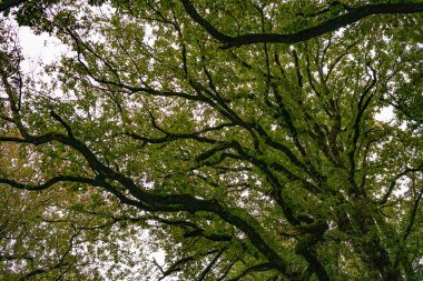 Kuzey Tunus 'a hoş geldiniz.