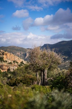 Tunisia 'nın Djebel Bargou Dağı