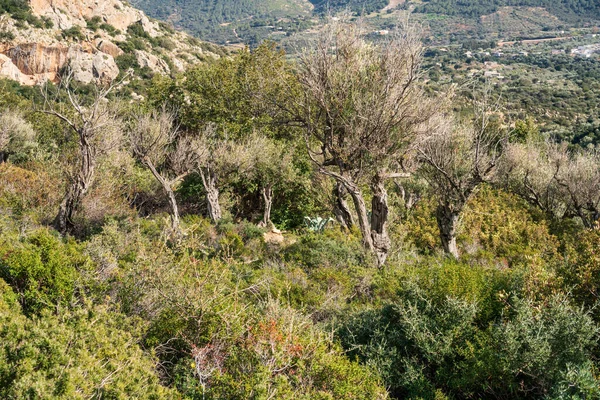 Джебель Баргу Гора Туниса — стоковое фото