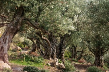 Tunisia 'nın Djebel Bargou Dağı