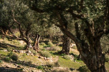 Tunisia 'nın Djebel Bargou Dağı