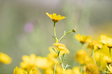 Kuzey Tunus 'a hoş geldiniz.
