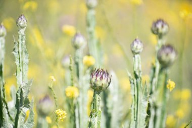 Kuzey Tunus 'a hoş geldiniz.