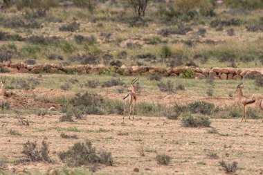 Tunisia 'daki ulusal buhedma parkı