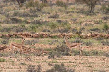Tunisia 'daki ulusal buhedma parkı