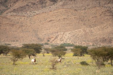 Tunisia 'daki ulusal buhedma parkı