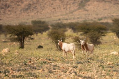 Tunisia 'daki ulusal buhedma parkı