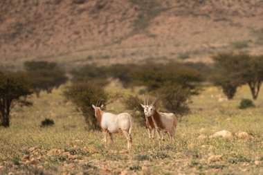Tunisia 'daki ulusal buhedma parkı