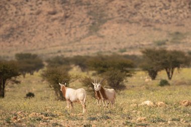Tunisia 'daki bouhedma Ulusal Parkı