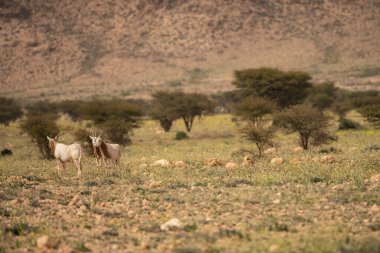Tunisia 'daki bouhedma Ulusal Parkı