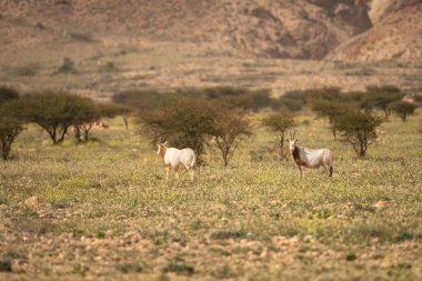 Tunisia 'daki bouhedma Ulusal Parkı