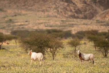 Tunisia 'daki bouhedma Ulusal Parkı