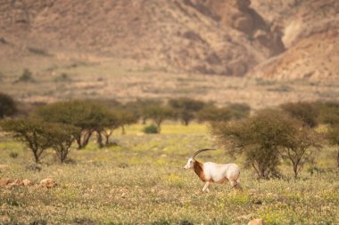 Tunisia 'daki bouhedma Ulusal Parkı