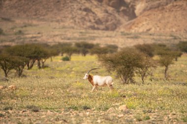 Tunisia 'daki bouhedma Ulusal Parkı