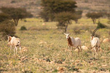 Tunisia 'daki bouhedma Ulusal Parkı