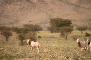 Tunisia 'daki bouhedma Ulusal Parkı