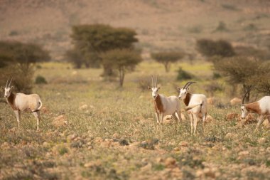 Tunisia 'daki bouhedma Ulusal Parkı