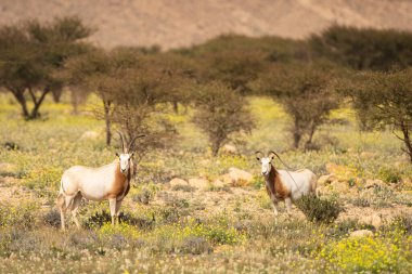 Tunisia 'daki bouhedma Ulusal Parkı