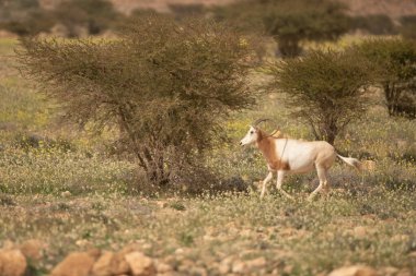 Tunisia 'daki bouhedma Ulusal Parkı