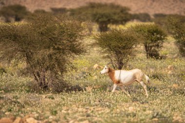 Tunisia 'daki bouhedma Ulusal Parkı