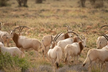 Tunisia 'daki bouhedma Ulusal Parkı
