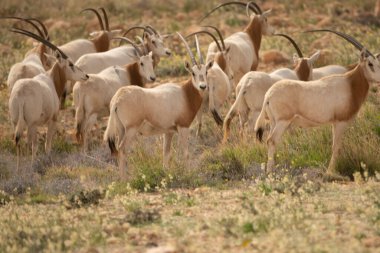 Tunisia 'daki bouhedma Ulusal Parkı