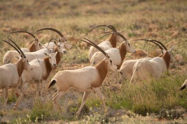 Tunisia 'daki bouhedma Ulusal Parkı
