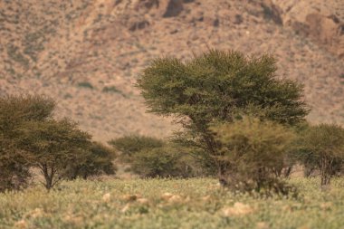 Tunisia 'daki bouhedma Ulusal Parkı