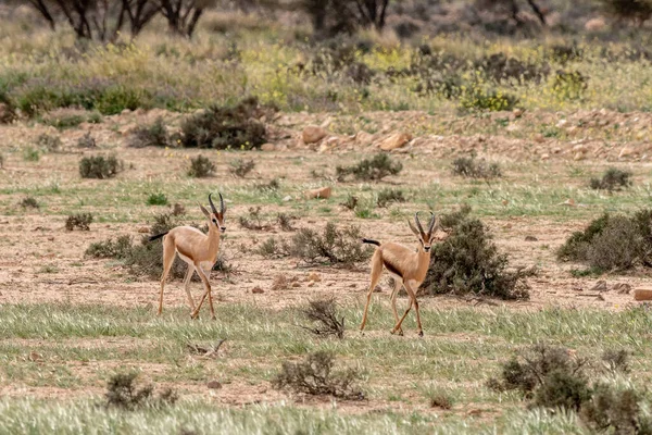 Nationalpark Bouhedma Tunisien — Stockfoto