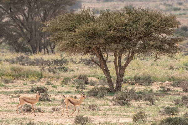 Parc National Bouhedma Tunisie — Photo