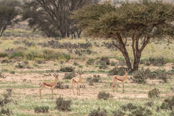 Parc National Bouhedma Tunisie — Photo