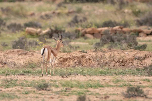 Parc National Bouhedma Tunisie — Photo