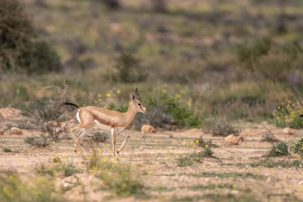 Parc National Bouhedma Tunisie — Photo