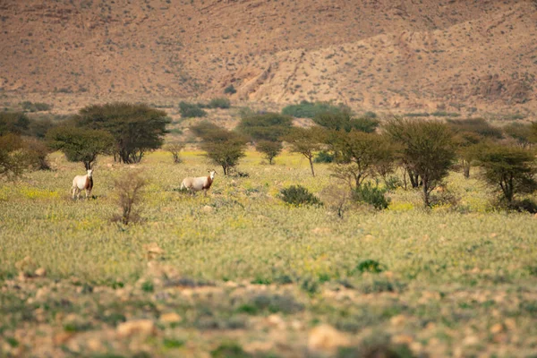 Nationalpark Bouhedma Tunesien — Stockfoto