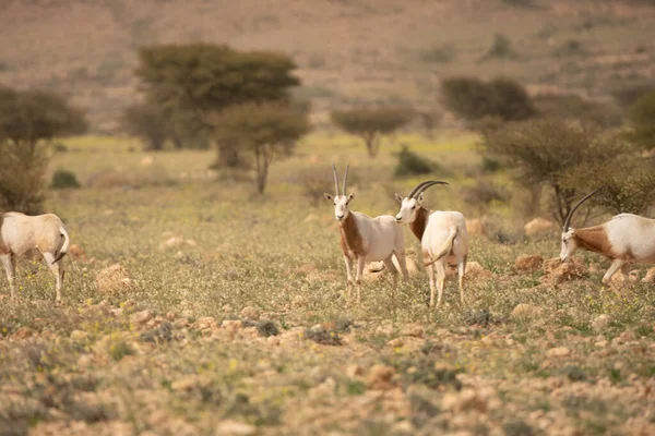 Bouhedma Parque Nacional Tunisia — Fotografia de Stock