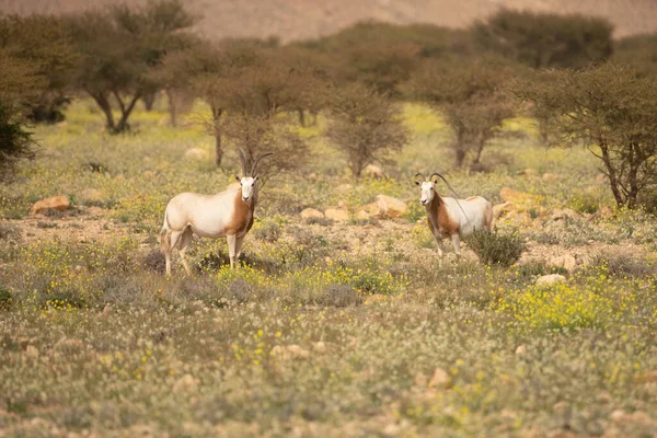 Parc National Bouhedma Tunisie — Photo