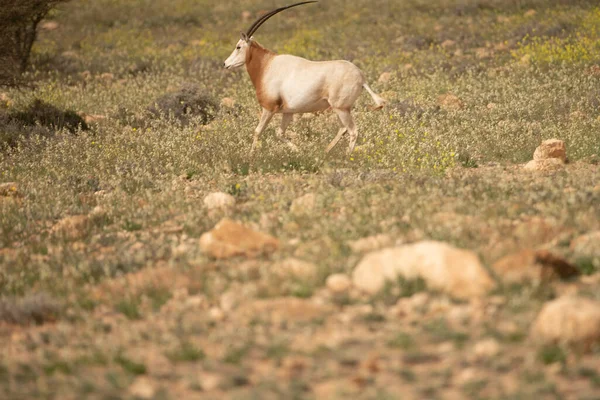 Parc National Bouhedma Tunisie — Photo