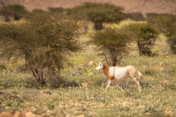 Parc National Bouhedma Tunisie — Photo