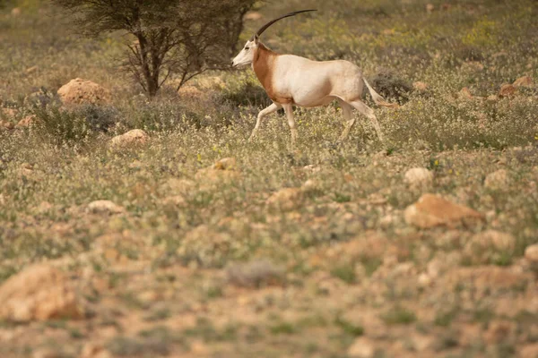 Parc National Bouhedma Tunisie — Photo