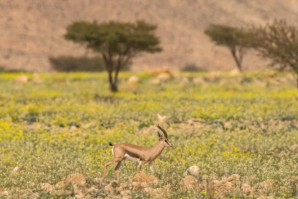 Bouhedma Parque Nacional Tunisia — Fotografia de Stock